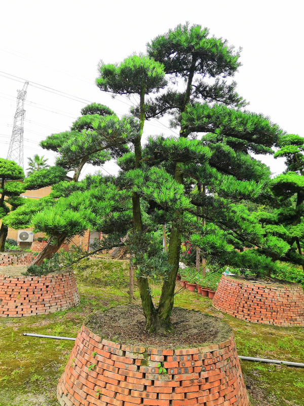 罗汉松的寓意象征是什么？罗汉松的花语是什么？