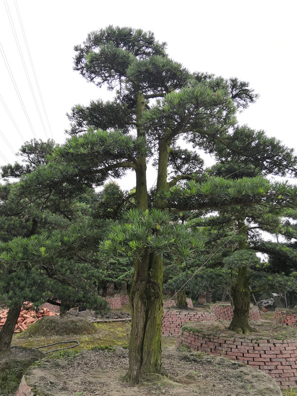 罗汉松的品种分类有哪些？有哪些不同点？怎么分辨？