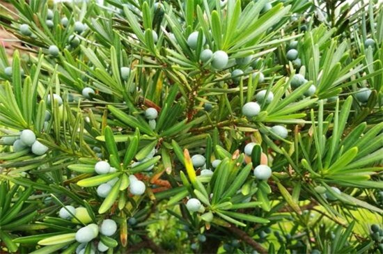 罗汉松的果子可以吃吗？