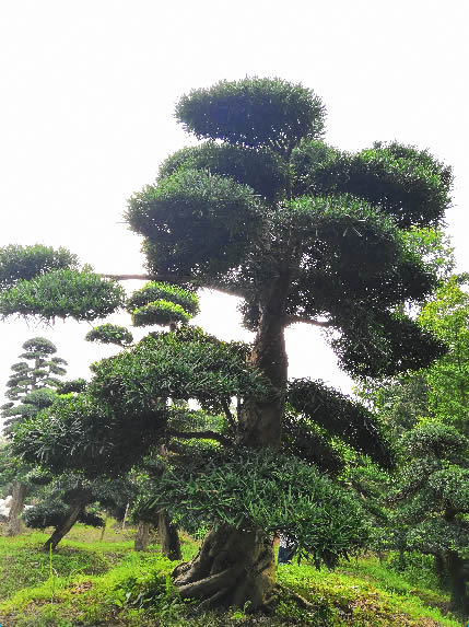 罗汉松的功效与作用有哪些？罗汉松有哪些价值？