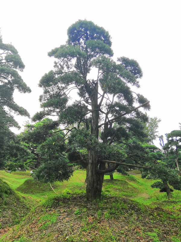 这个老汉酷爱园艺一时脑袋热 竟然拔走饭店罗汉松