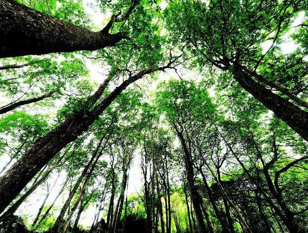 楠木价格-图片-形态特征-生长环境-主要品类-分布情况以及主要价值