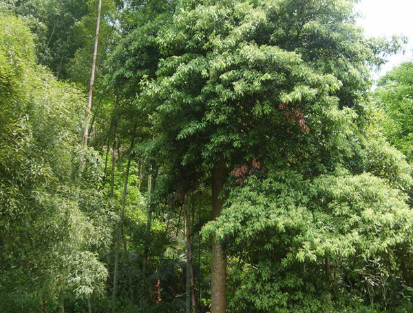 楠木的寓意象征有哪些？楠木象征着什么精神？