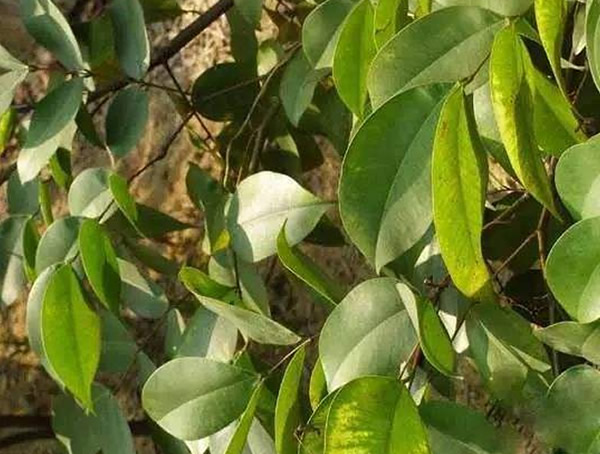 楠木的特点有哪些？