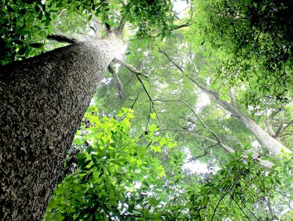 楠木的功效与作用有哪些？楠木的禁忌有哪些？