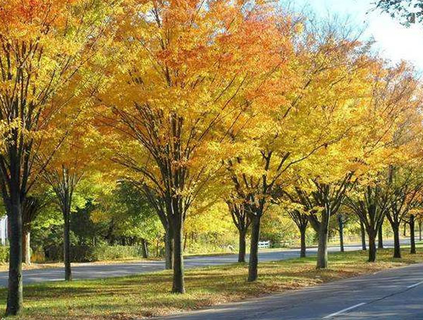 榉树价格-图片-形态特征-生境分布-生长习性以及主要价值