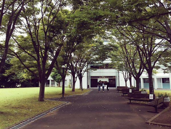 榉树的栽培技术介绍，种植榉树有哪些注意事项？