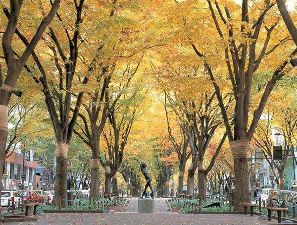 种植榉树的经济效益，种植榉树的前景怎么样？