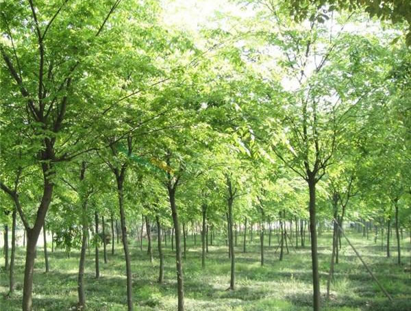 榉树和朴树有什么区别？