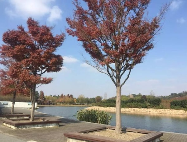 榉树的寓意有哪些？榉树的花语是什么？