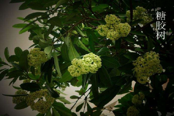 糖胶树报价