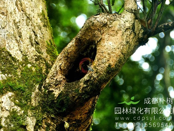 楠木的寓意象征有哪些？楠木象征着什么精神？