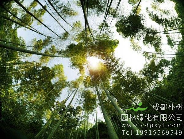 楠木的栽培技术以及病虫防治介绍