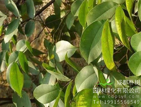 楠木的特点有哪些？