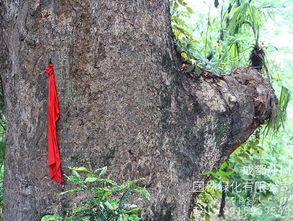 楠木的功效与作用有哪些？楠木的禁忌有哪些？