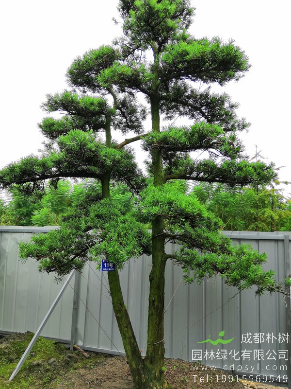 罗汉松的养殖方法，有哪些注意事项？