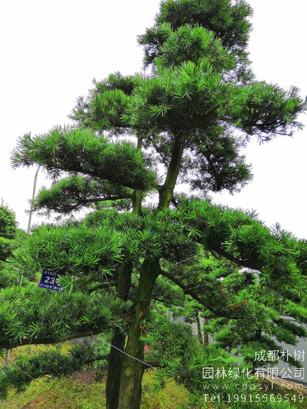 罗汉松的养殖方法，有哪些注意事项？