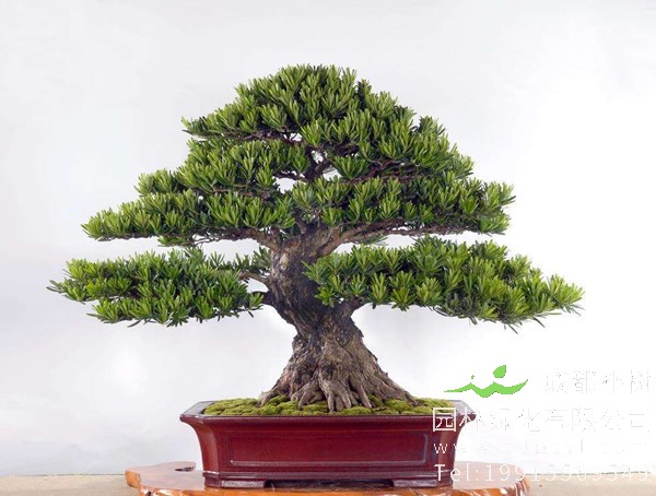 罗汉松盆景图片大全，罗汉松盆景图片欣赏