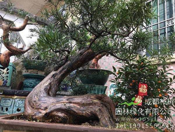 罗汉松盆景图片大全，罗汉松盆景图片欣赏