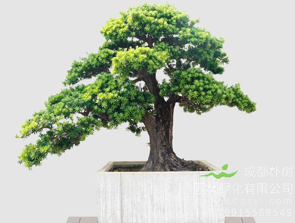 罗汉松盆景图片大全，罗汉松盆景图片欣赏