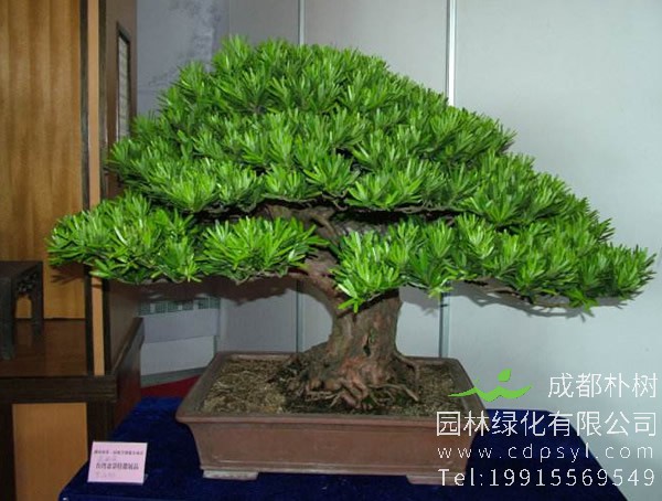 罗汉松盆景图片大全，罗汉松盆景图片欣赏