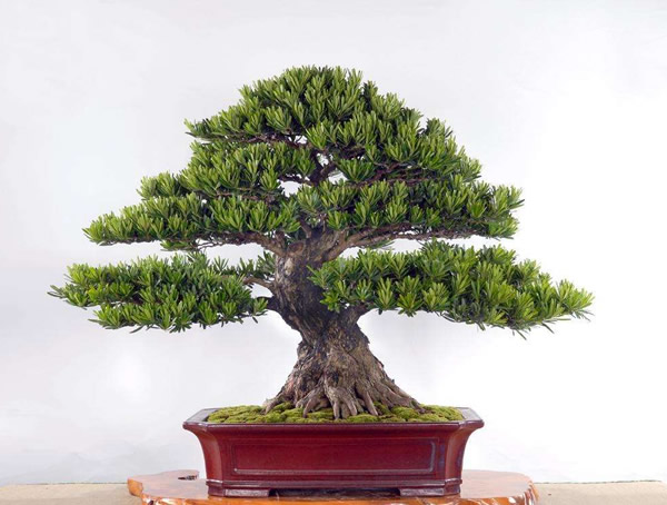 罗汉松盆景怎么养？掌握这四大技巧让你如虎添翼