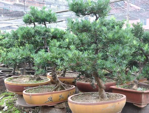 罗汉松的松花能吃吗？