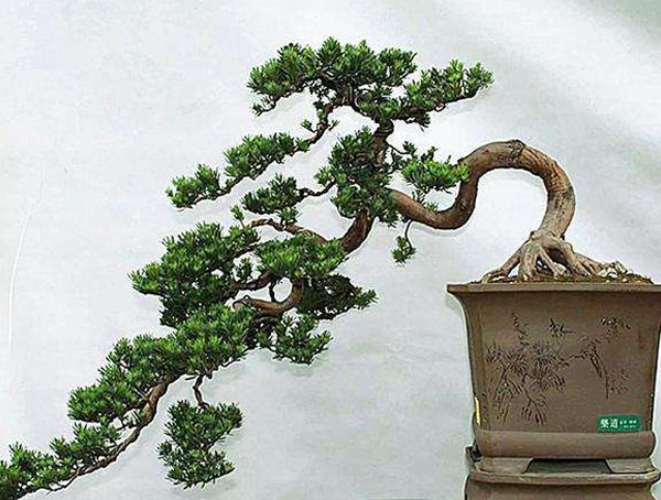 罗汉松盆景怎么养殖，怕冻吗？