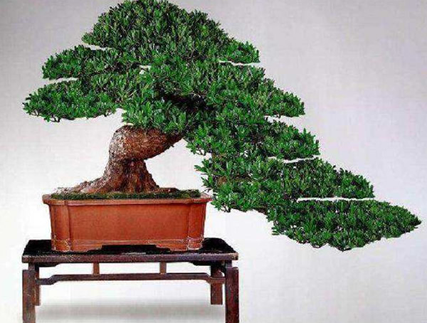 如何区分罗汉松是公还是母？