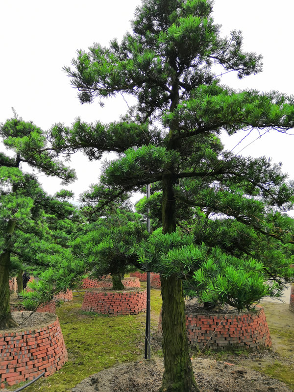 罗汉松的外形特征是什么？