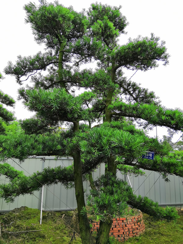 罗汉松适合什么土壤？