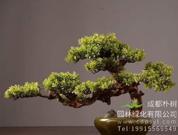 罗汉松盆景图片大全，罗汉松盆景图片欣赏