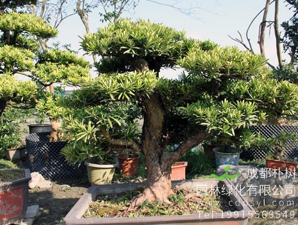 罗汉松盆景图片大全，罗汉松盆景图片欣赏