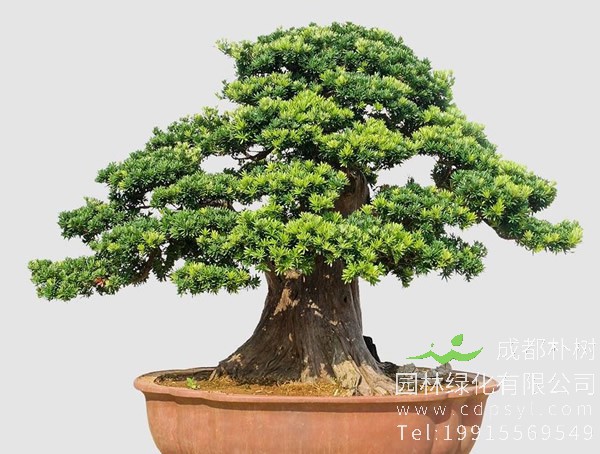 罗汉松盆景图片大全，罗汉松盆景图片欣赏