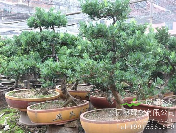 罗汉松盆景图片大全，罗汉松盆景图片欣赏