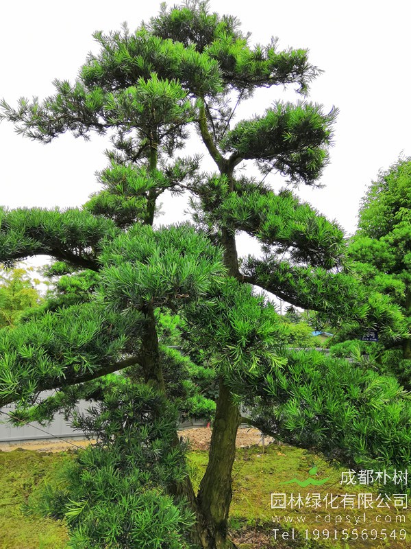 罗汉松适合什么土壤？