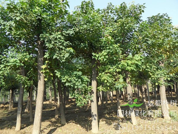 楸树价格-图片-形态特性-生长环境-分布范围-主要价值以及植物文化