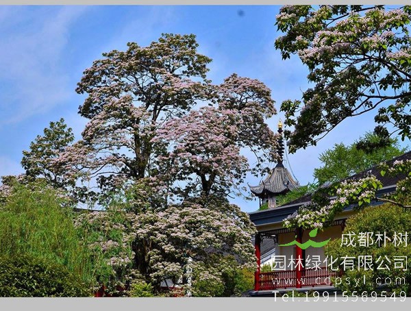 楸树图片大全，楸树图片欣赏