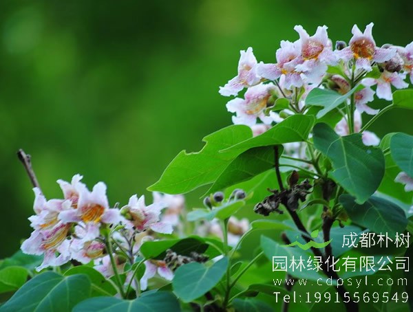 楸树价格-图片-形态特性-生长环境-分布范围-主要价值以及植物文化