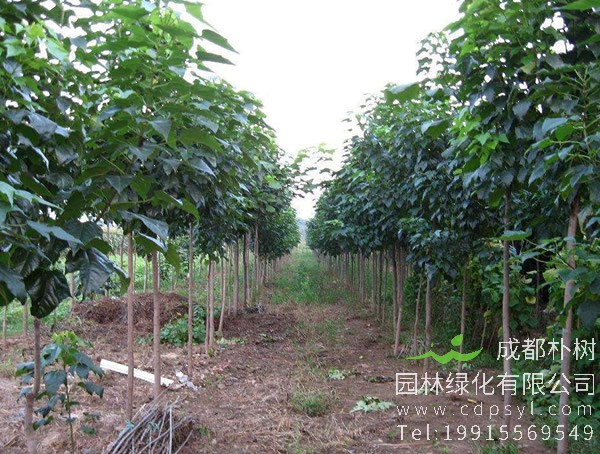 楸树的种植市场以及前景分析