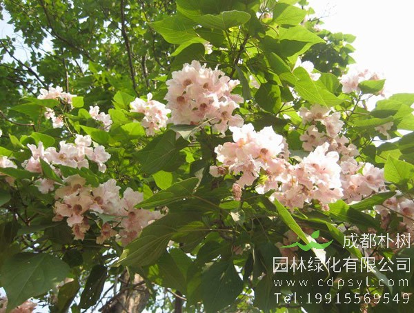 楸树图片大全，楸树图片欣赏