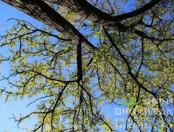 黄金楸，金丝楸与楸树的区别有哪些？