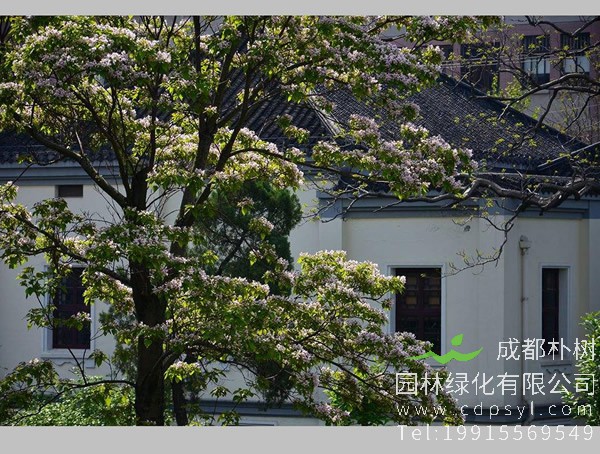 楸树的功效与作用，楸树的价值有哪些？