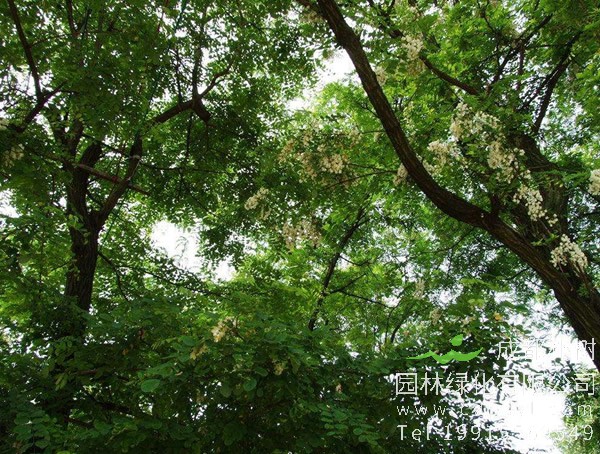 槐树价格-图片-形态特征-主要价值以及植物文化