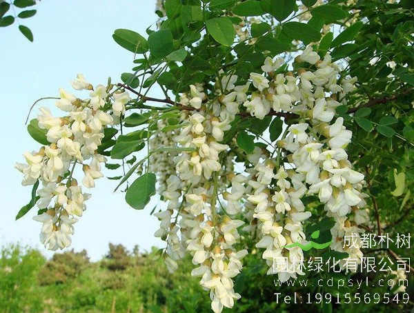 槐树价格-图片-形态特征-主要价值以及植物文化