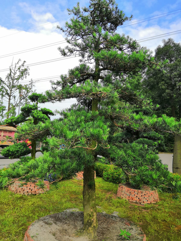 罗汉松贵不贵？罗汉松为啥如此昂贵？