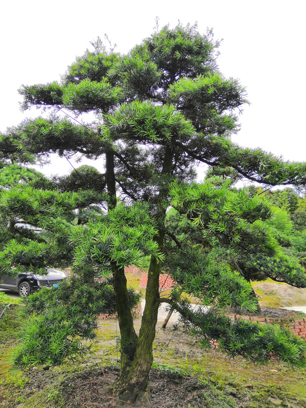 罗汉松几月份种植成活率高？