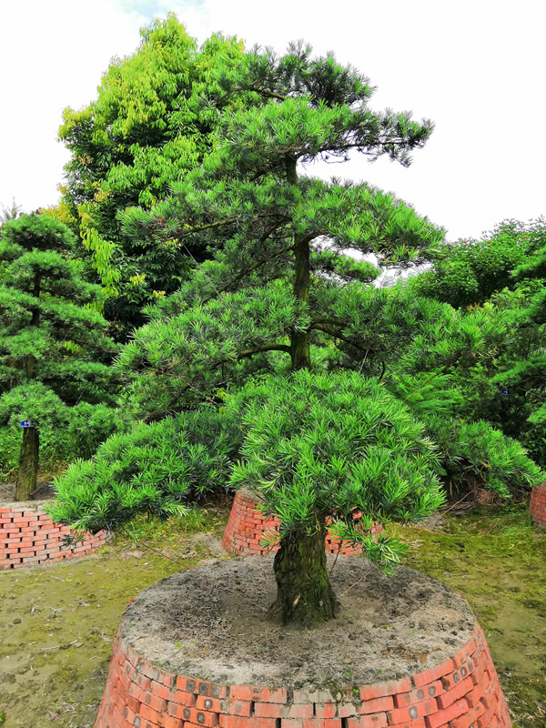 什么是罗汉松，罗汉松盆景怎么做造型？