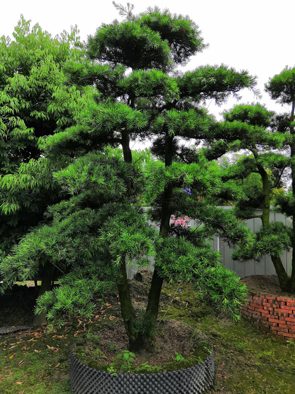 罗汉松树叶枯死是什么病？