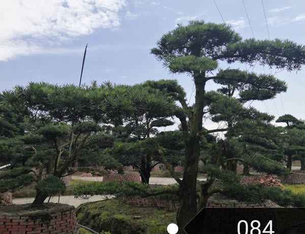 罗汉松施肥，用什么肥料？